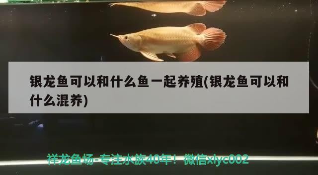 銀龍魚可以和什么魚一起養殖(銀龍魚可以和什么混養)