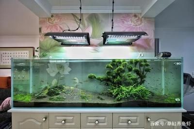 白色魚缸養什么魚好