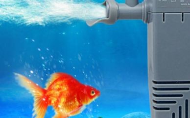 把魚缸里面的魚用太陽曬好嗎：把魚缸里的魚用太陽曬好，存在不同的觀點和建議和建議