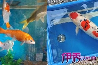 把魚缸里面的魚用太陽曬好嗎：把魚缸里的魚用太陽曬好，存在不同的觀點和建議和建議