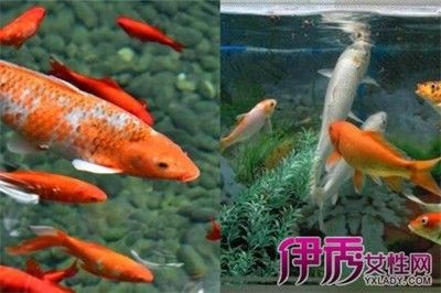 把魚缸里面的魚用太陽曬好嗎：把魚缸里的魚用太陽曬好，存在不同的觀點和建議和建議