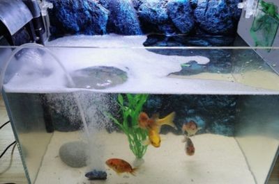 50寬的魚缸可以養(yǎng)錦鯉嗎：錦鯉魚缸寬度是否影響錦鯉生長(zhǎng)和健康有很大影響