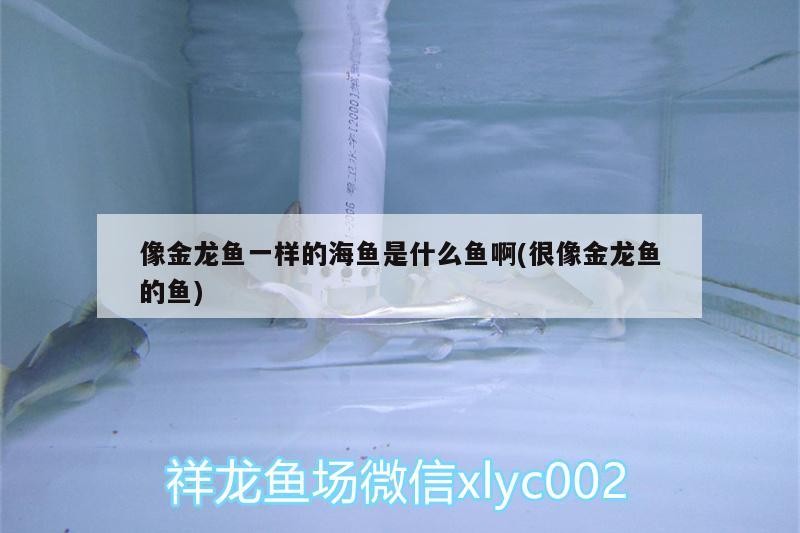 像金龍魚一樣的海魚是什么魚啊(很像金龍魚的魚) 像金龍魚一樣的海魚是什么魚啊(很像金龍魚的魚) 魚缸百科