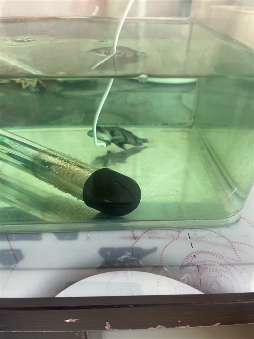 虎魚失去平衡了怎么辦