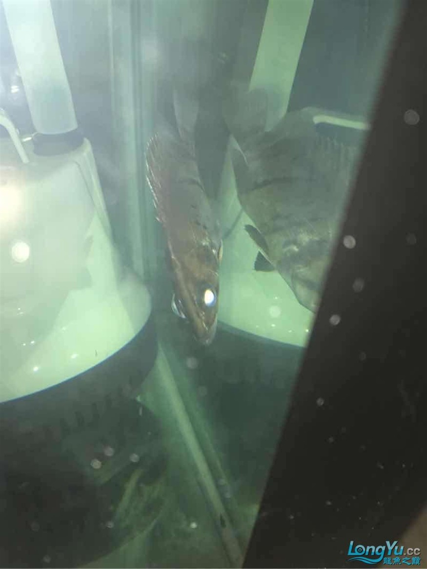 大神幫忙看看小虎魚怎么了
