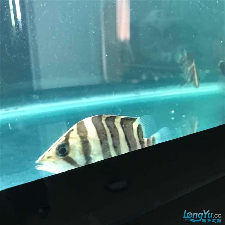 大神幫忙看看小虎魚怎么了