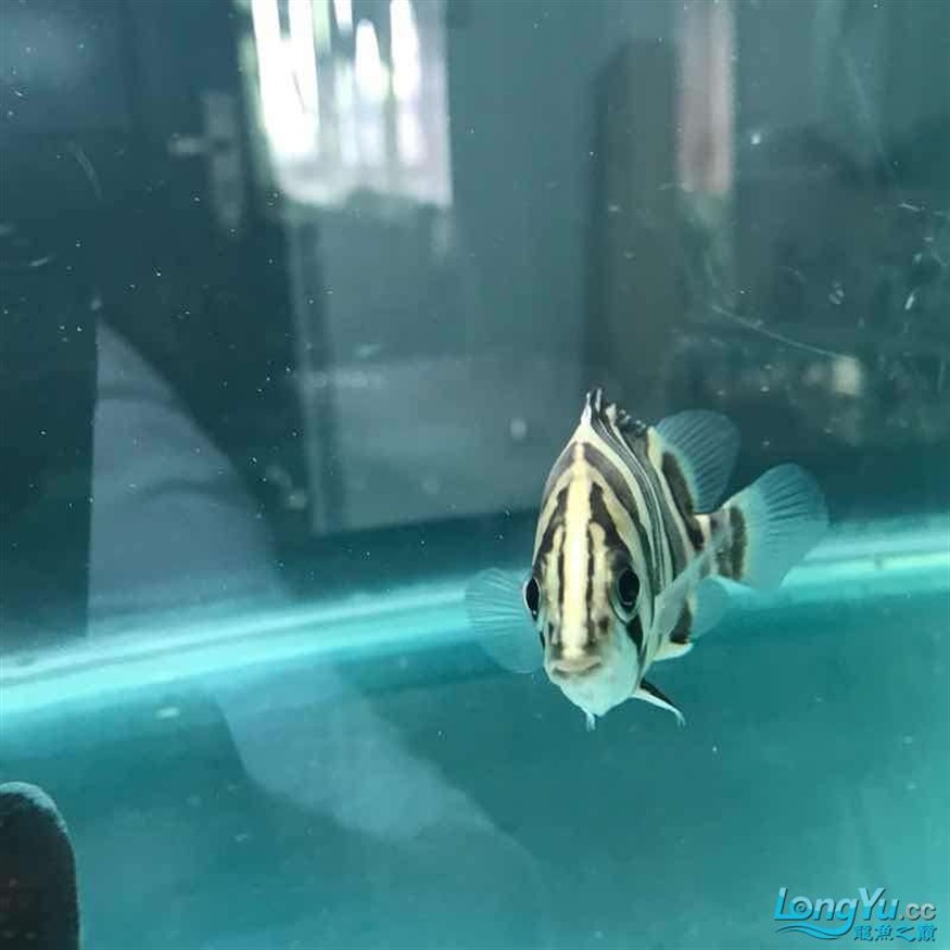 大神幫忙看看小虎魚怎么了