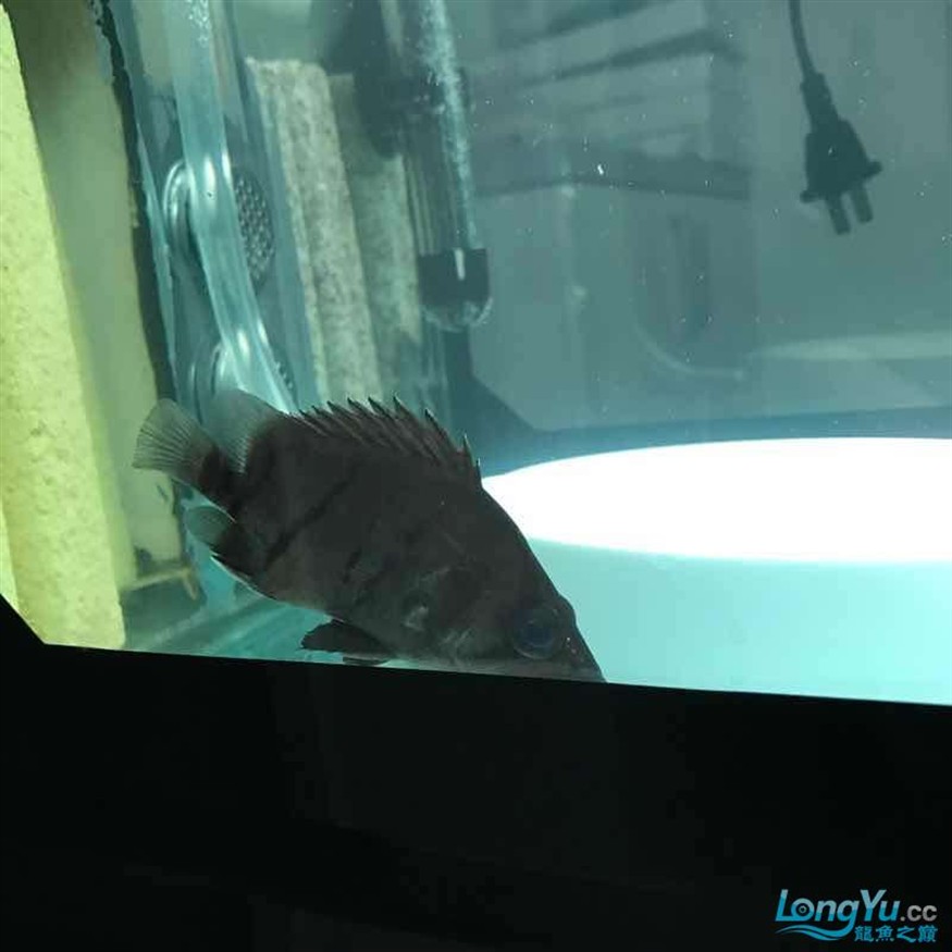 大神幫忙看看小虎魚怎么了