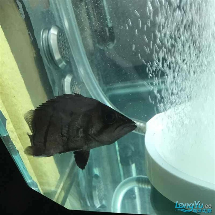 大神幫忙看看小虎魚怎么了