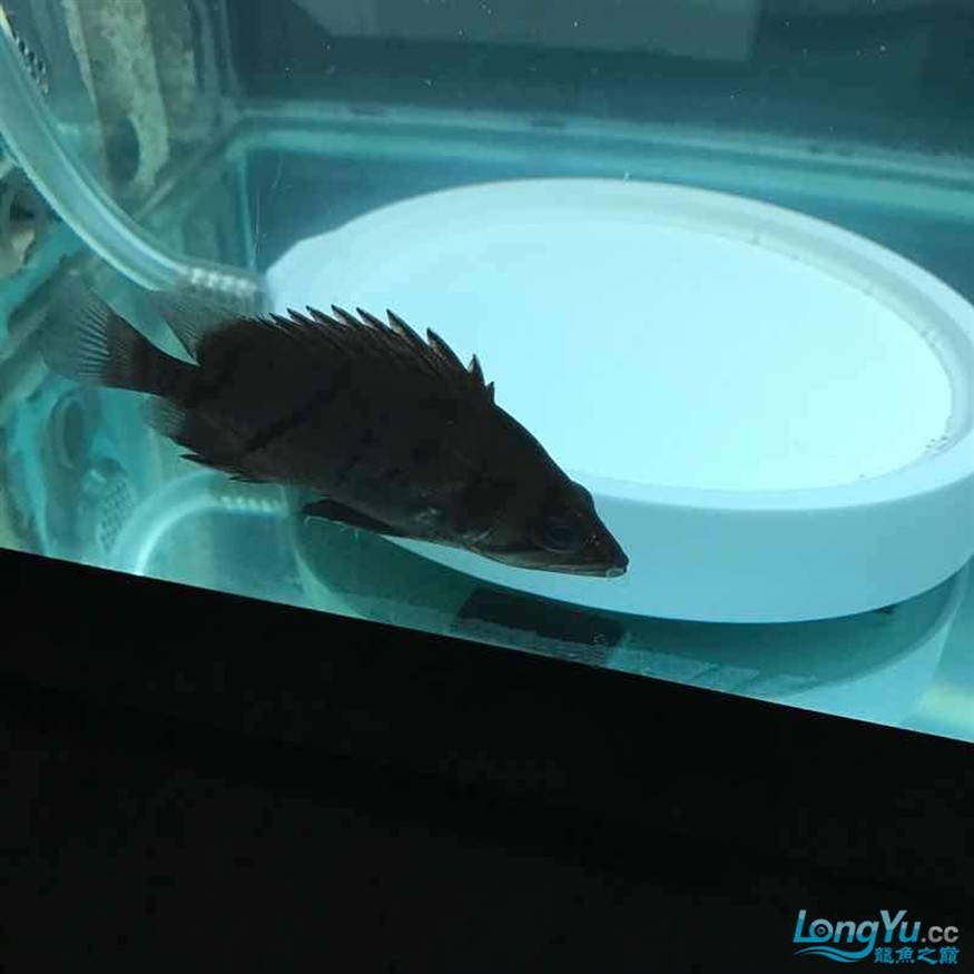 大神幫忙看看小虎魚怎么了