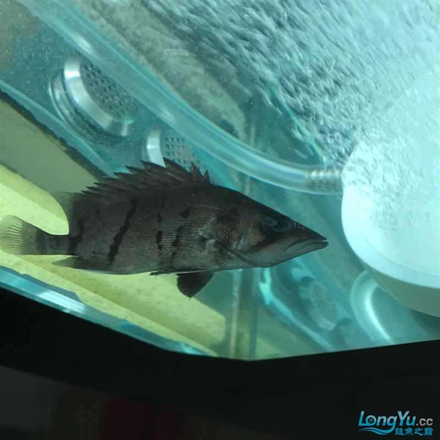 大神幫忙看看小虎魚怎么了