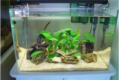 超白魚缸有幾種類型:無錫鴻顏水族超白魚缸選購超白魚缸需要注意什么 魚缸百科 第3張 超白魚缸有幾種類型:無錫鴻顏水族超白魚缸選購超白魚缸需要注意什么 超白魚缸有幾種類型:無錫鴻顏水族超白魚缸選購超白魚缸需要注意什么 魚缸百科 第3張