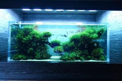 45公分紅龍魚腮部黃色（紅龍魚發色鱗框的圖解） 45公分紅龍魚腮部黃色（紅龍魚發色鱗框的圖解） 紅龍魚百科