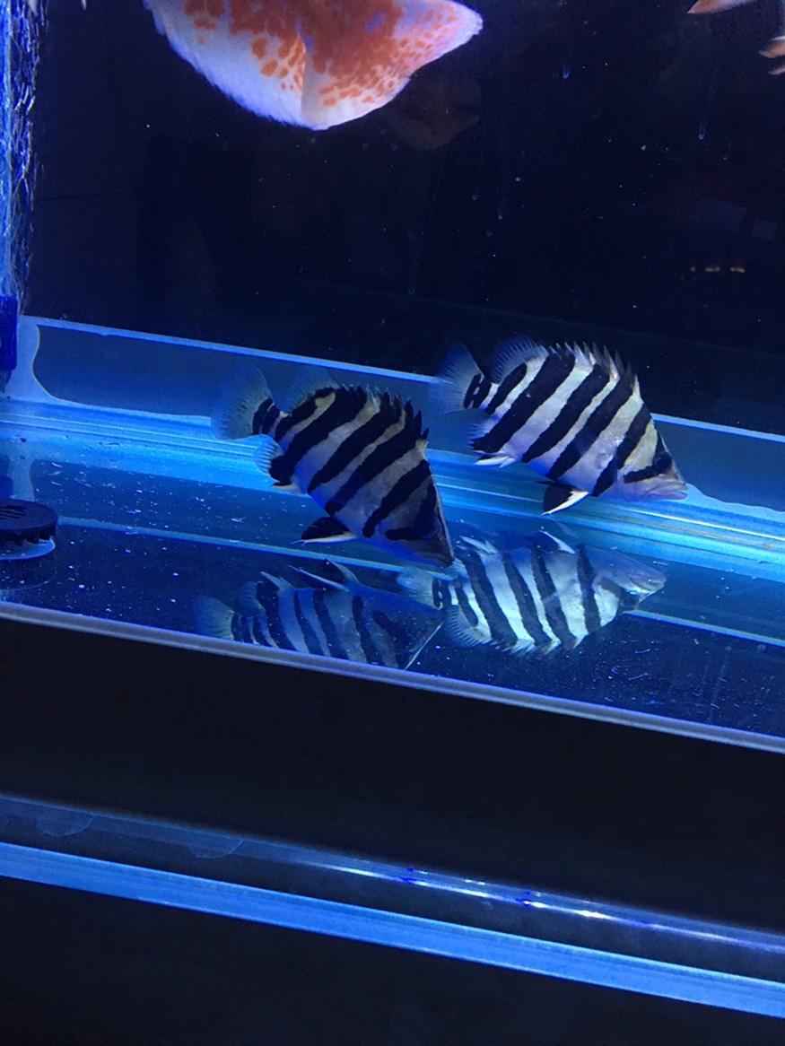 虎魚：只要長明就好
