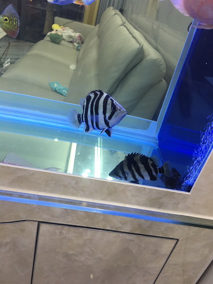虎魚：只要長明就好