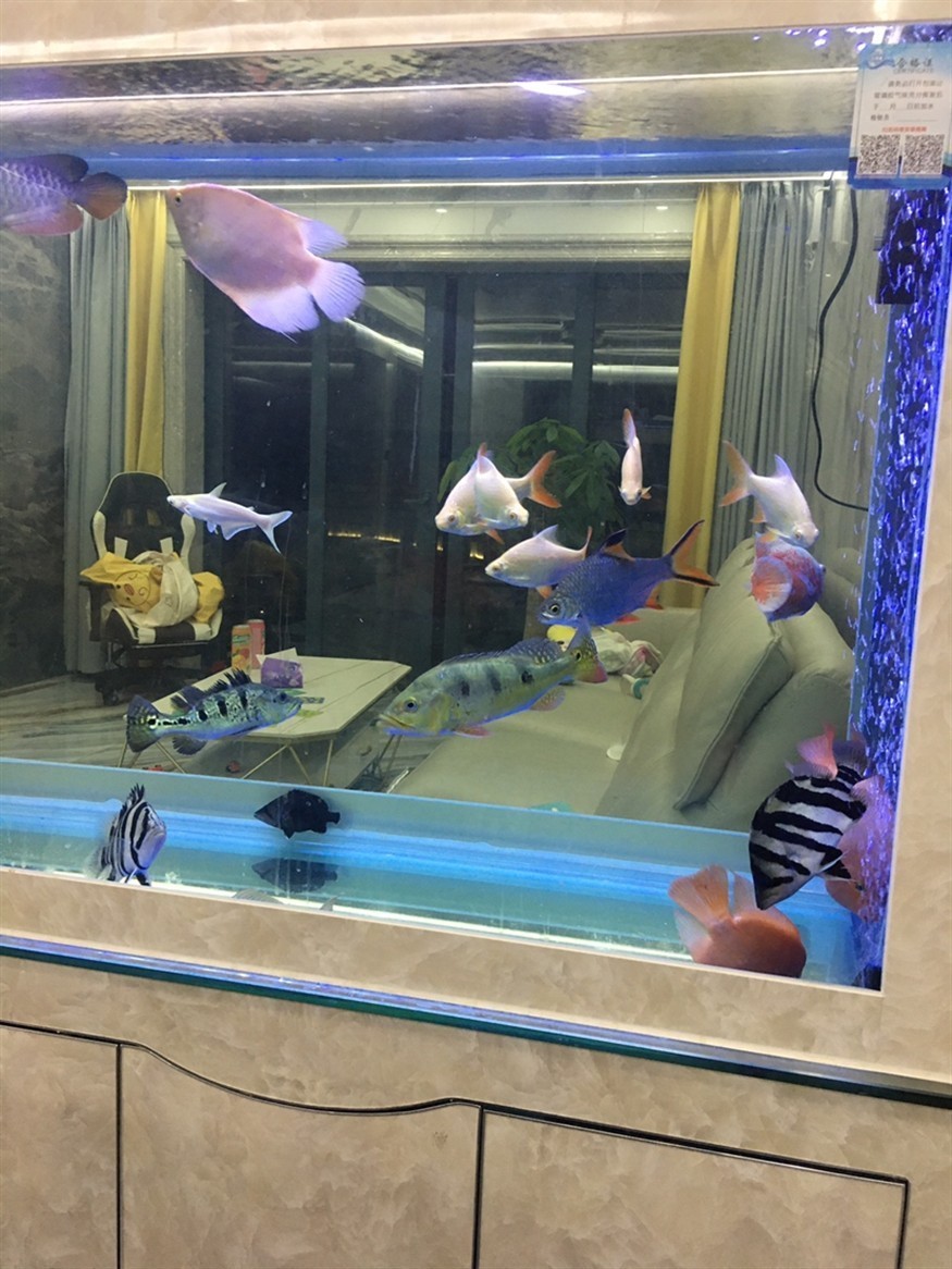 虎魚：只要長明就好