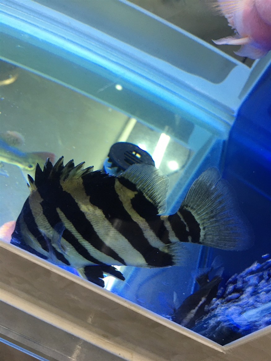 虎魚：只要長明就好