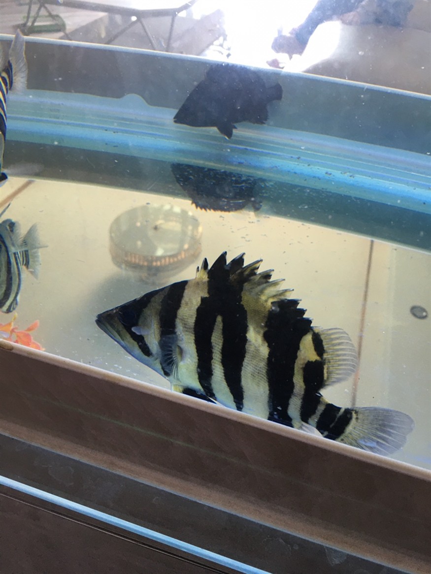 虎魚：只要長明就好