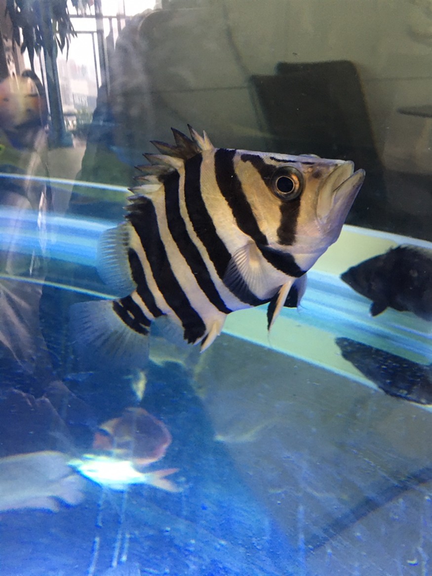 虎魚：只要長明就好