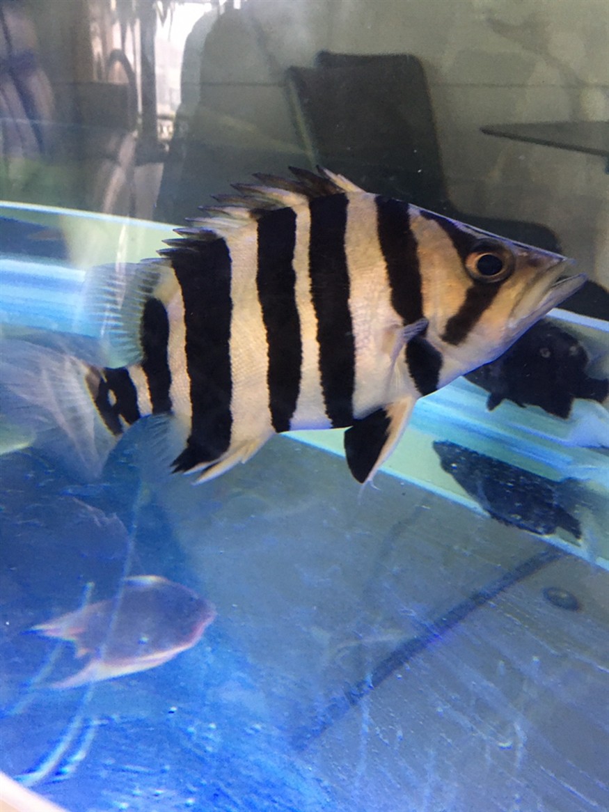 虎魚：只要長明就好