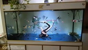 博特魚缸官方旗艦店：博特魚缸官方旗艦店怎么樣