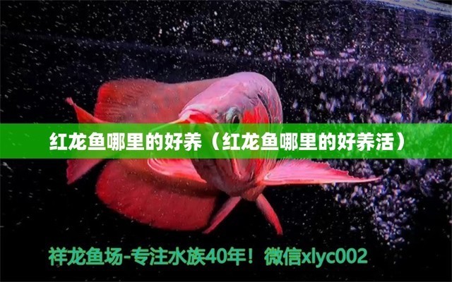 宜昌市西陵區(qū)魚樂圈水族館（宜昌市西陵區(qū)魚樂圈水族館地址）