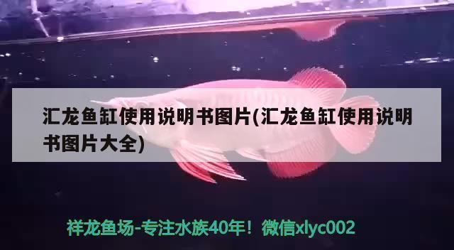 紅龍魚用什么燈光照射（紅龍魚用什么燈光照射最好）