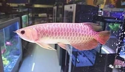 養了多年的龍魚死了什么原因 養了多年的龍魚死了什么原因 龍魚百科 第3張