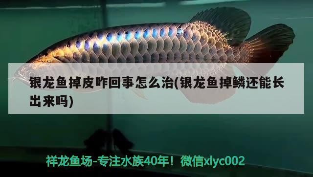 銀龍魚掉皮咋回事怎么治(銀龍魚掉鱗還能長(zhǎng)出來(lái)嗎)