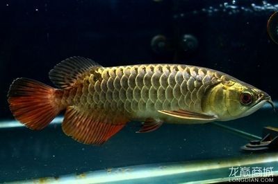 25公分金龍魚多久爬背正常