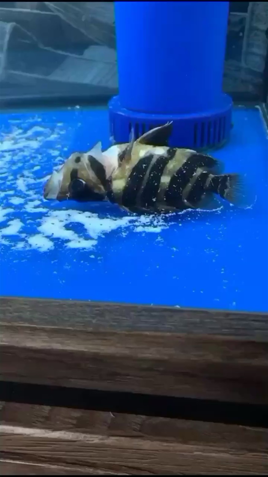虎魚暴斃什么原因呢