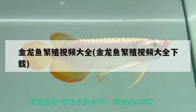 請(qǐng)教養(yǎng)大神黑背景是不是不適合養(yǎng)虎魚(yú)泰虎星期二到家的怎么還沒(méi)我原來(lái)的四紋明改如何調(diào)整