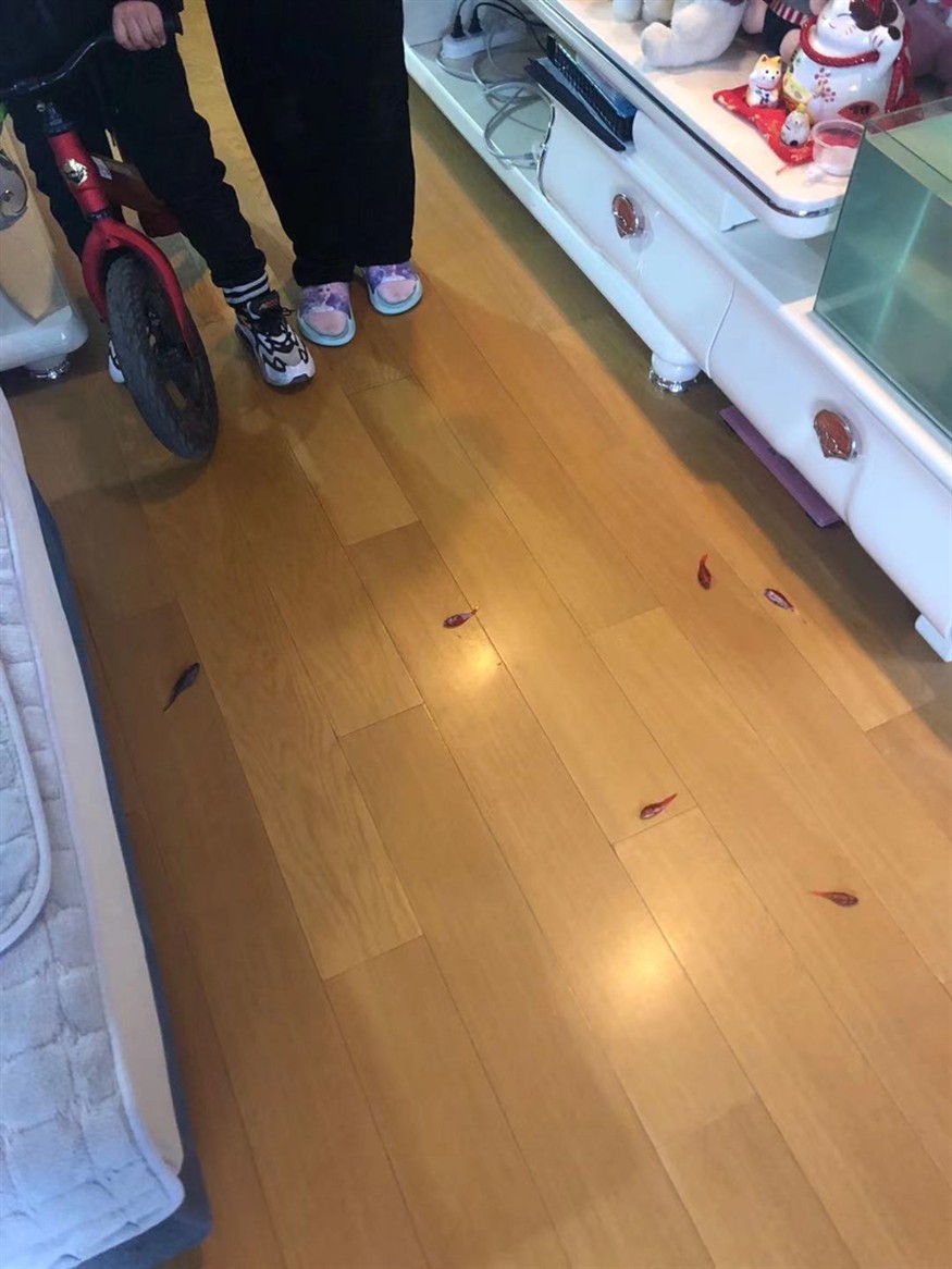 虎魚的糧食 虎魚百科 第1張 虎魚的糧食 虎魚的糧食 虎魚百科 第1張