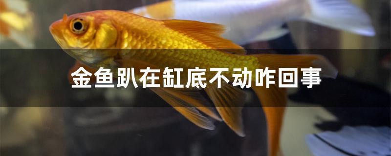 金魚趴在缸底不動咋回事 金魚趴在缸底不動咋回事 紅龍魚百科