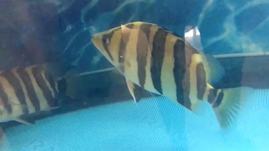 聽說虎魚會跳舞 虎魚百科 第1張 聽說虎魚會跳舞 聽說虎魚會跳舞 虎魚百科 第1張