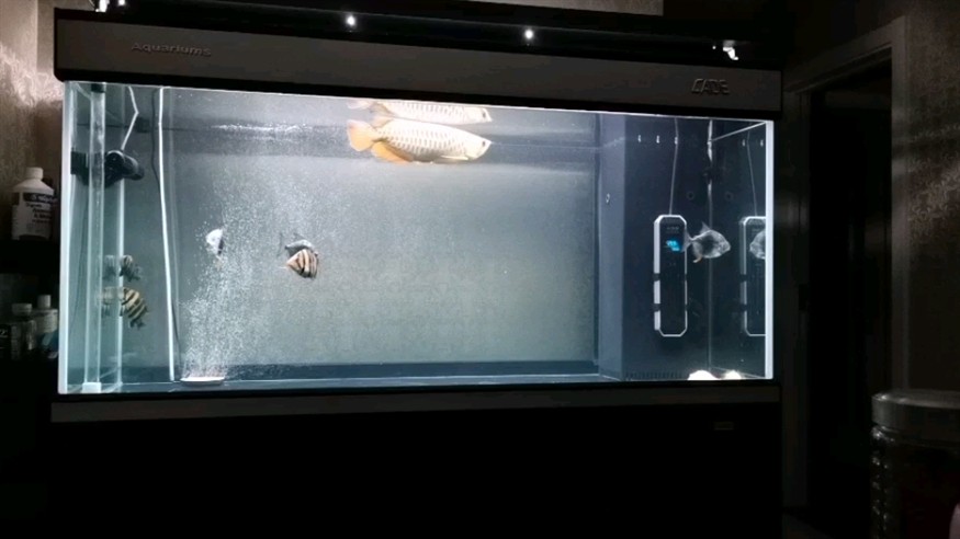 求助惡霸虎魚