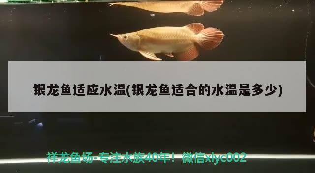 銀龍魚適應水溫(銀龍魚適合的水溫是多少)