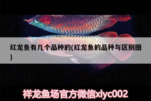 論雜虎魚夠不夠皮實 論雜虎魚夠不夠皮實 虎魚百科 第2張