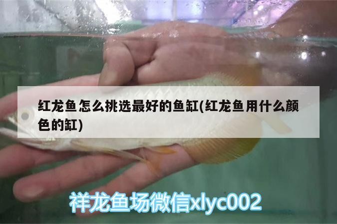 論雜虎魚夠不夠皮實 論雜虎魚夠不夠皮實 虎魚百科 第3張