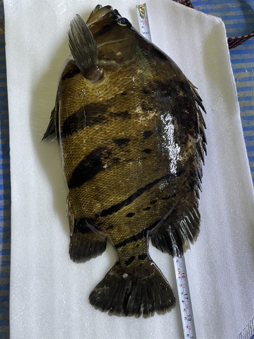 虎魚暴斃記錄