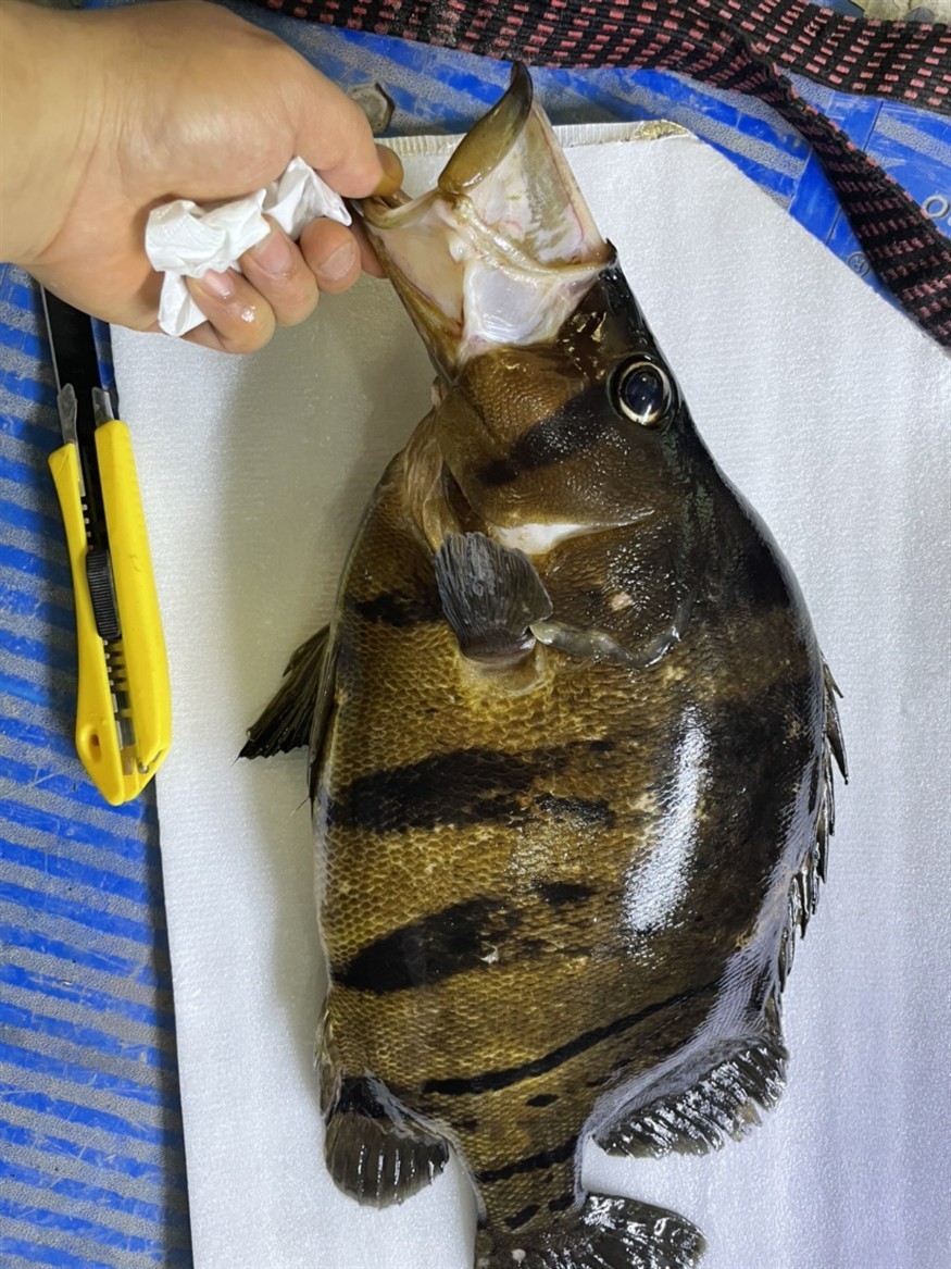 虎魚暴斃記錄