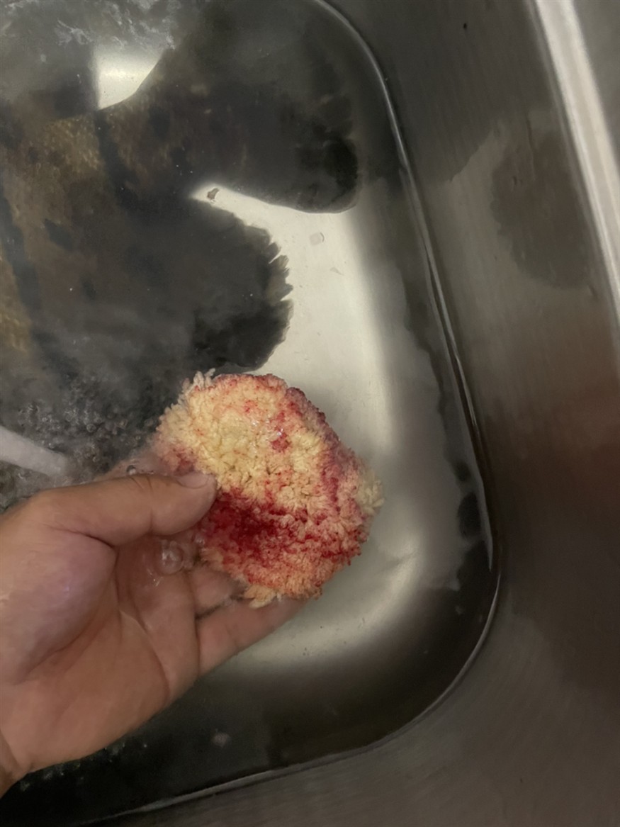 虎魚暴斃記錄