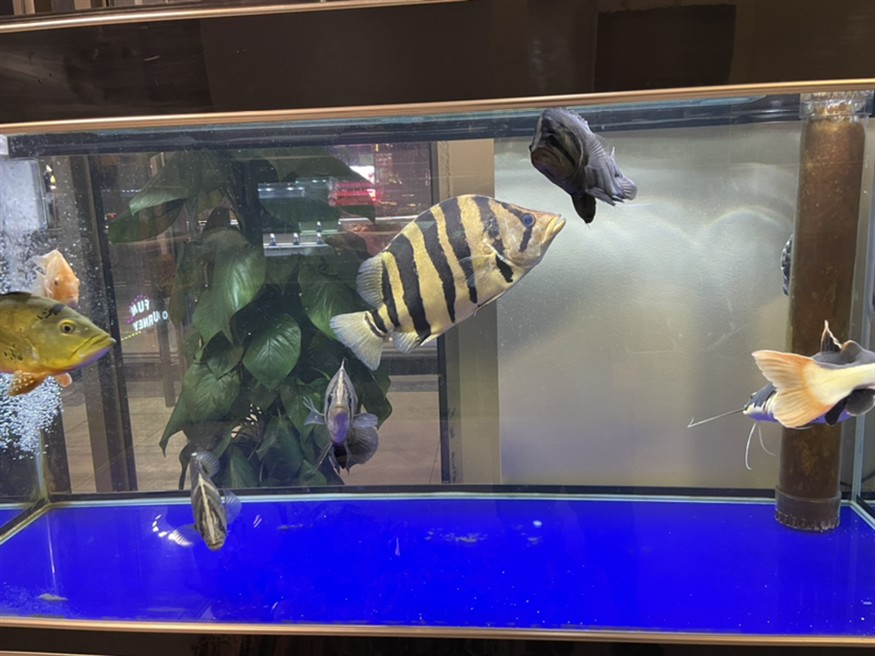 虎魚暴斃記錄