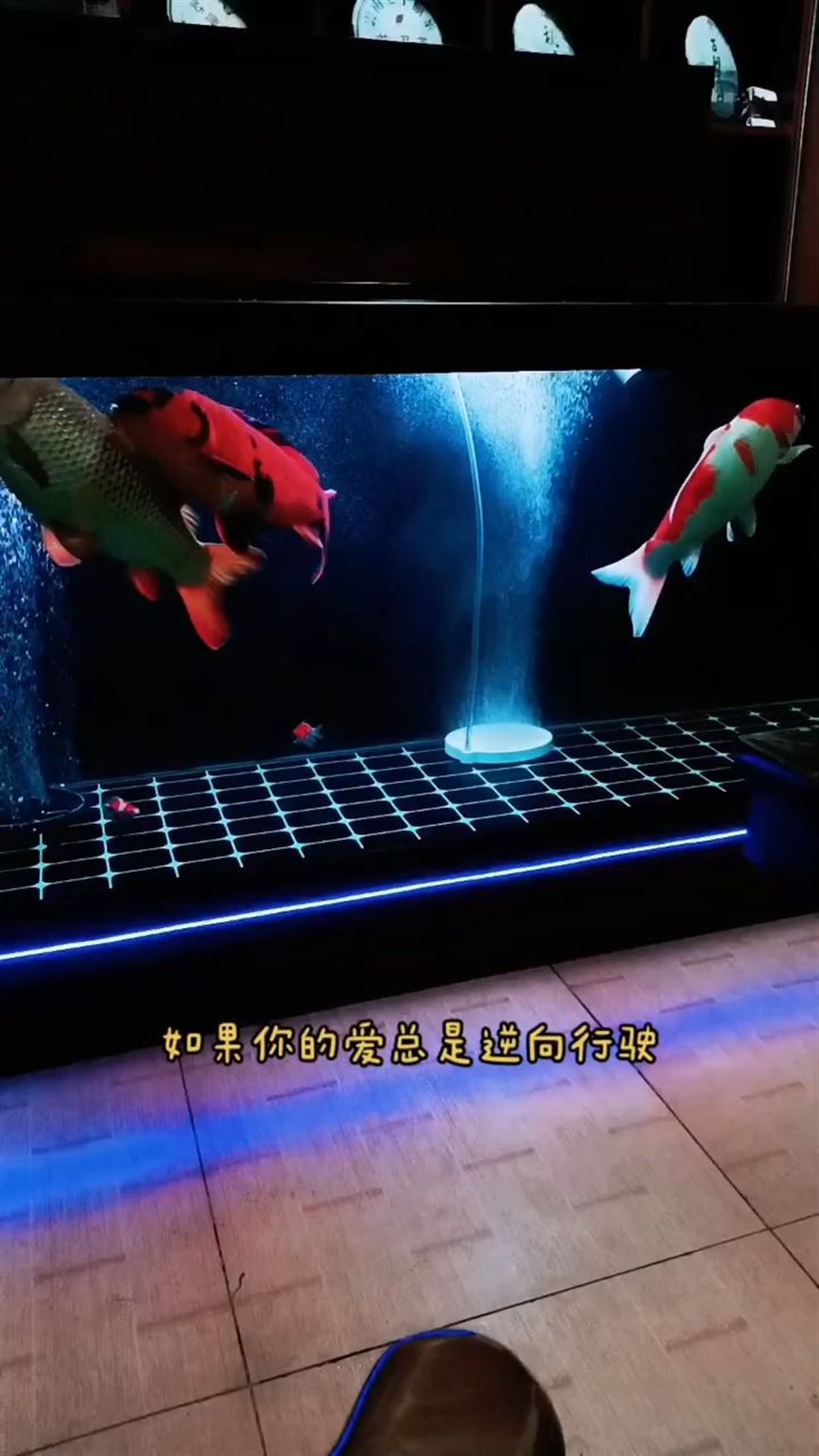 大型魚缸人工怎么搬運(yùn)視頻教學(xué)：抱歉，根據(jù)您的問題，我無法直接提供答案 大型魚缸人工怎么搬運(yùn)視頻教學(xué)：抱歉，根據(jù)您的問題，我無法直接提供答案 魚缸百科
