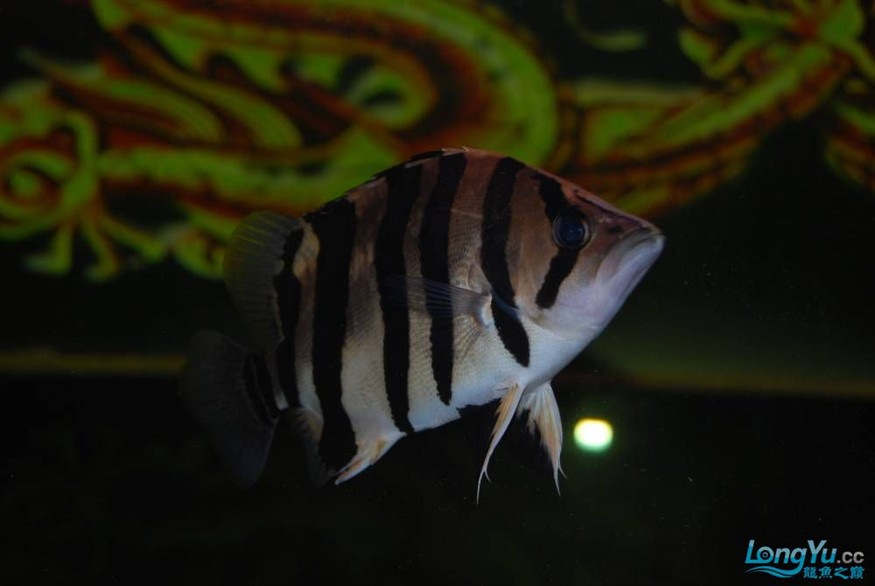 熱烈期盼魚友真實評價我的龍魚虎魚期待中