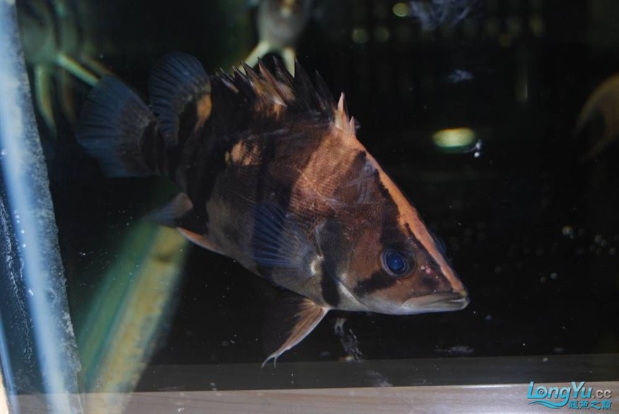 熱烈期盼魚友真實(shí)評(píng)價(jià)我的龍魚虎魚期待中