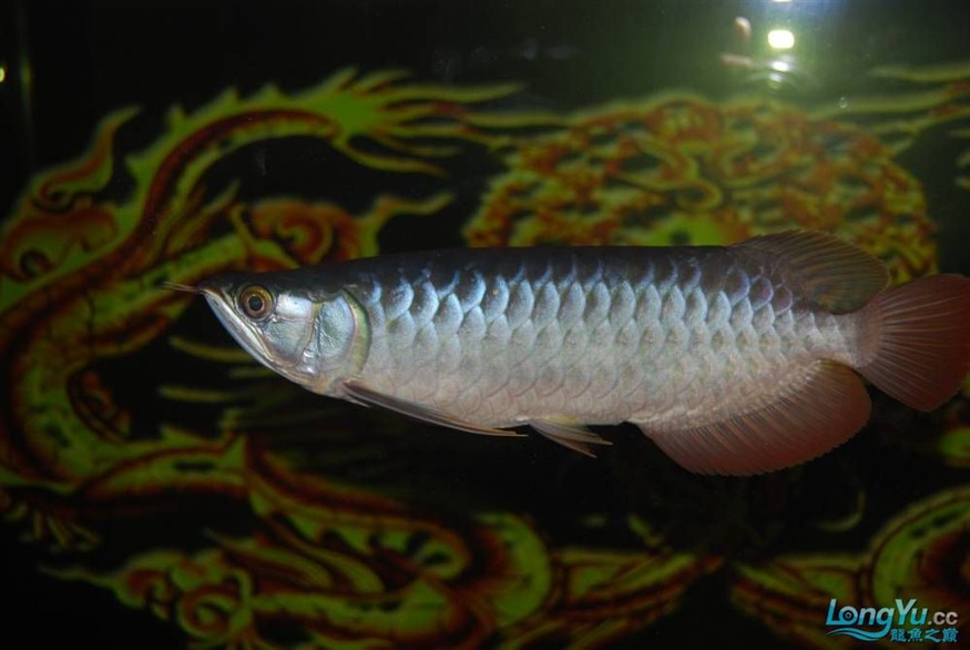 熱烈期盼魚友真實(shí)評(píng)價(jià)我的龍魚虎魚期待中