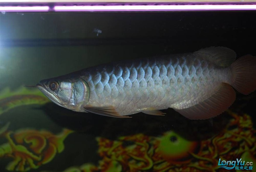 熱烈期盼魚友真實評價我的龍魚虎魚期待中
