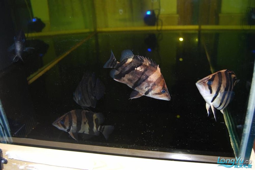 熱烈期盼魚友真實評價我的龍魚虎魚期待中