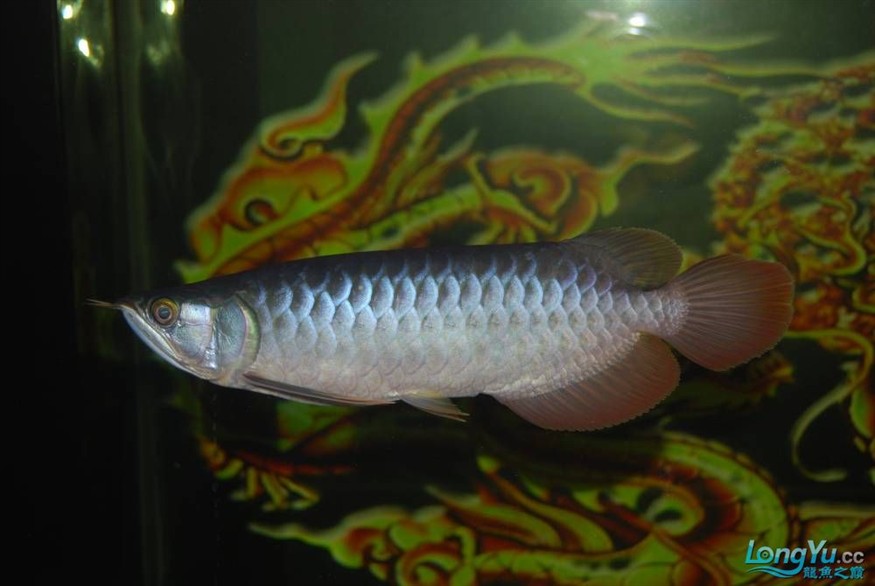 熱烈期盼魚友真實評價我的龍魚虎魚期待中